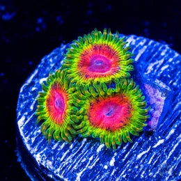 Awesome Blossom Zoanthids
