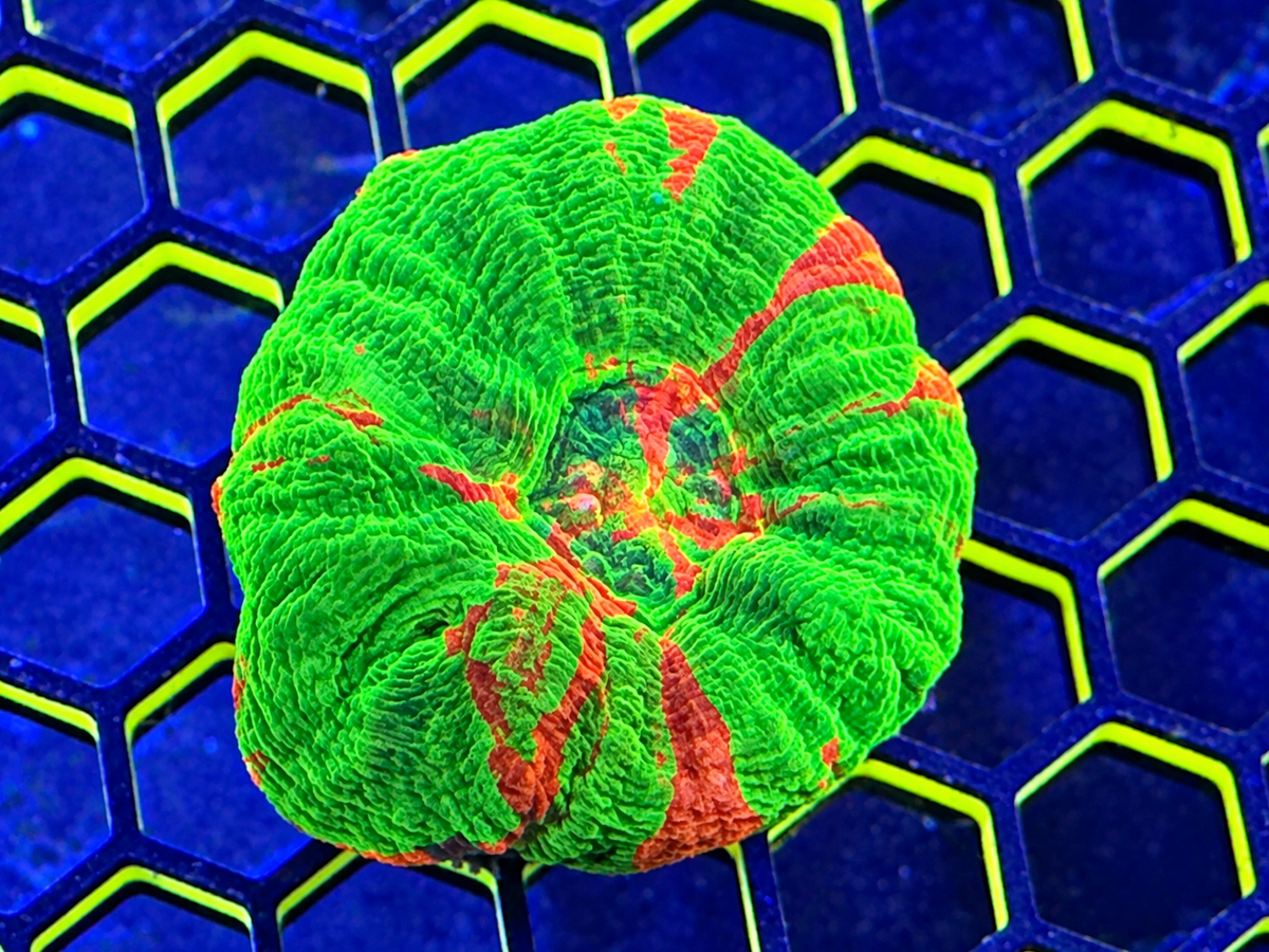Bleeding Apple Scolymia