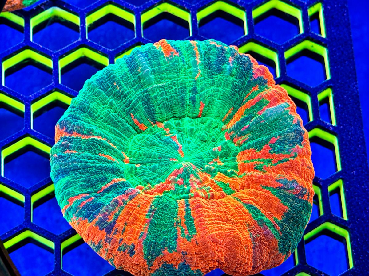 Rainbow Scolymia – Ultra Color!