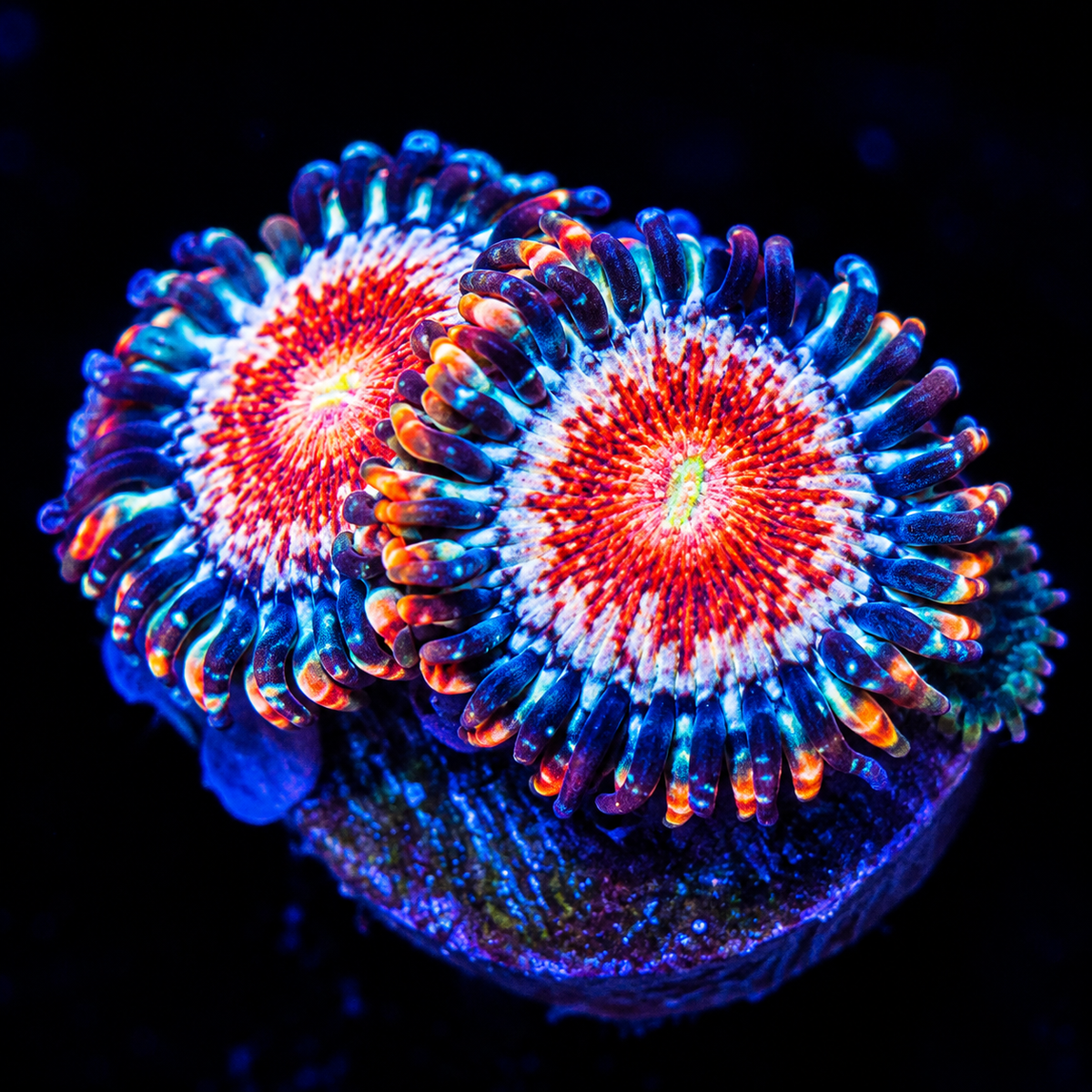 Salted Agaves Zoanthids