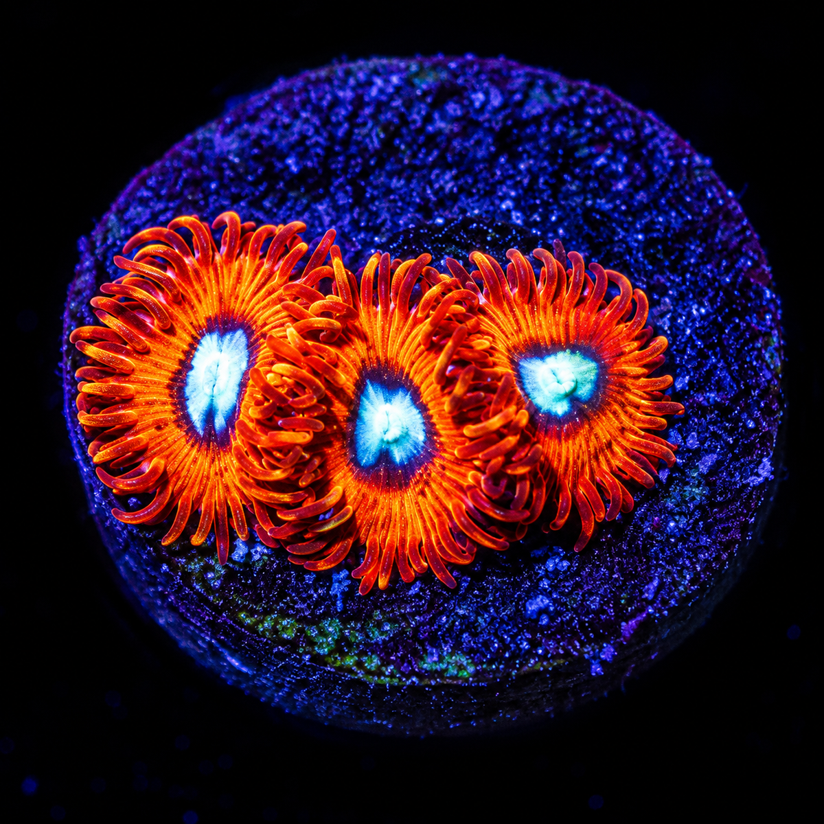Charmanderz Zoanthids