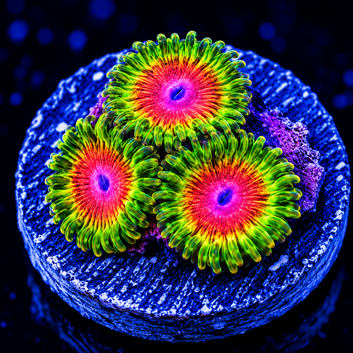 Awesome Blossom Zoanthids