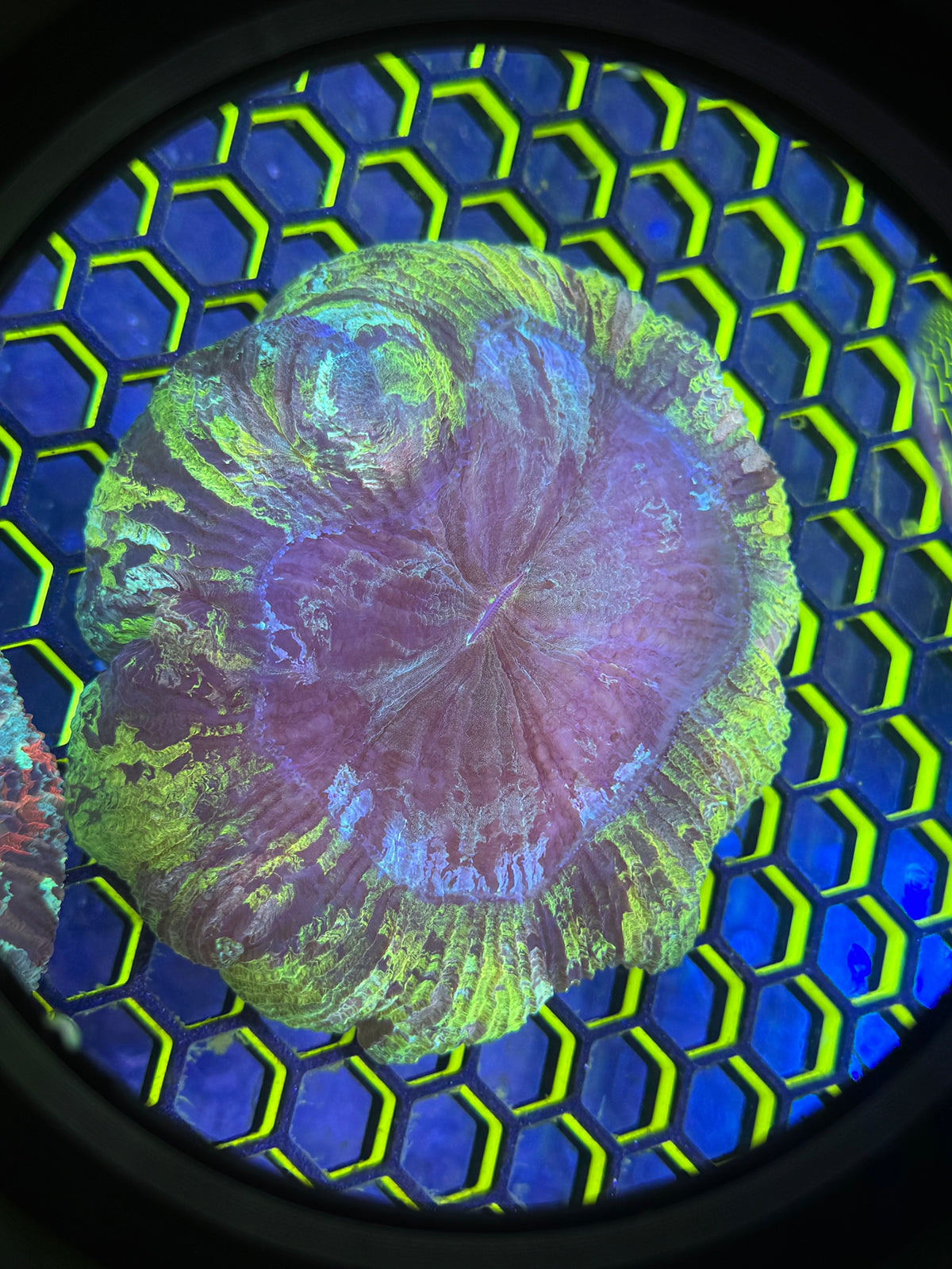 Acanthophyllia