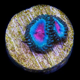 Miami Vice Zoanthids