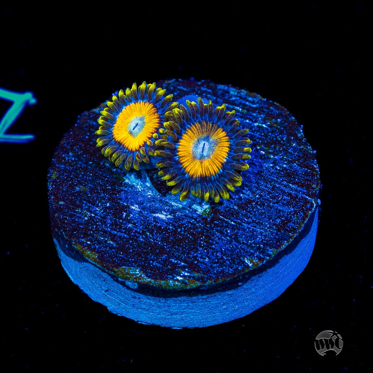 Scrambled Eggs Zoanthids