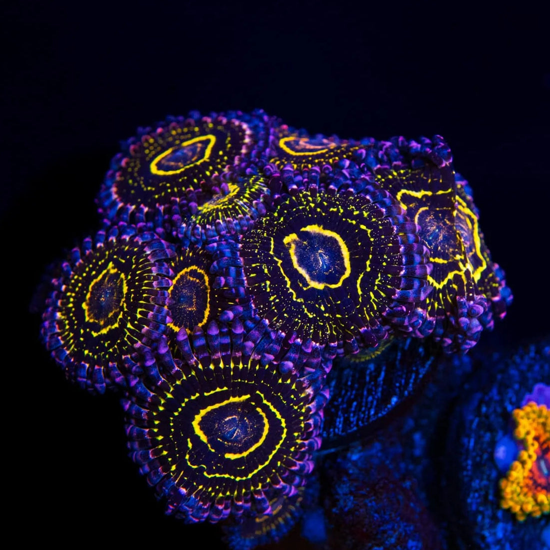 Stratosphere Zoanthids