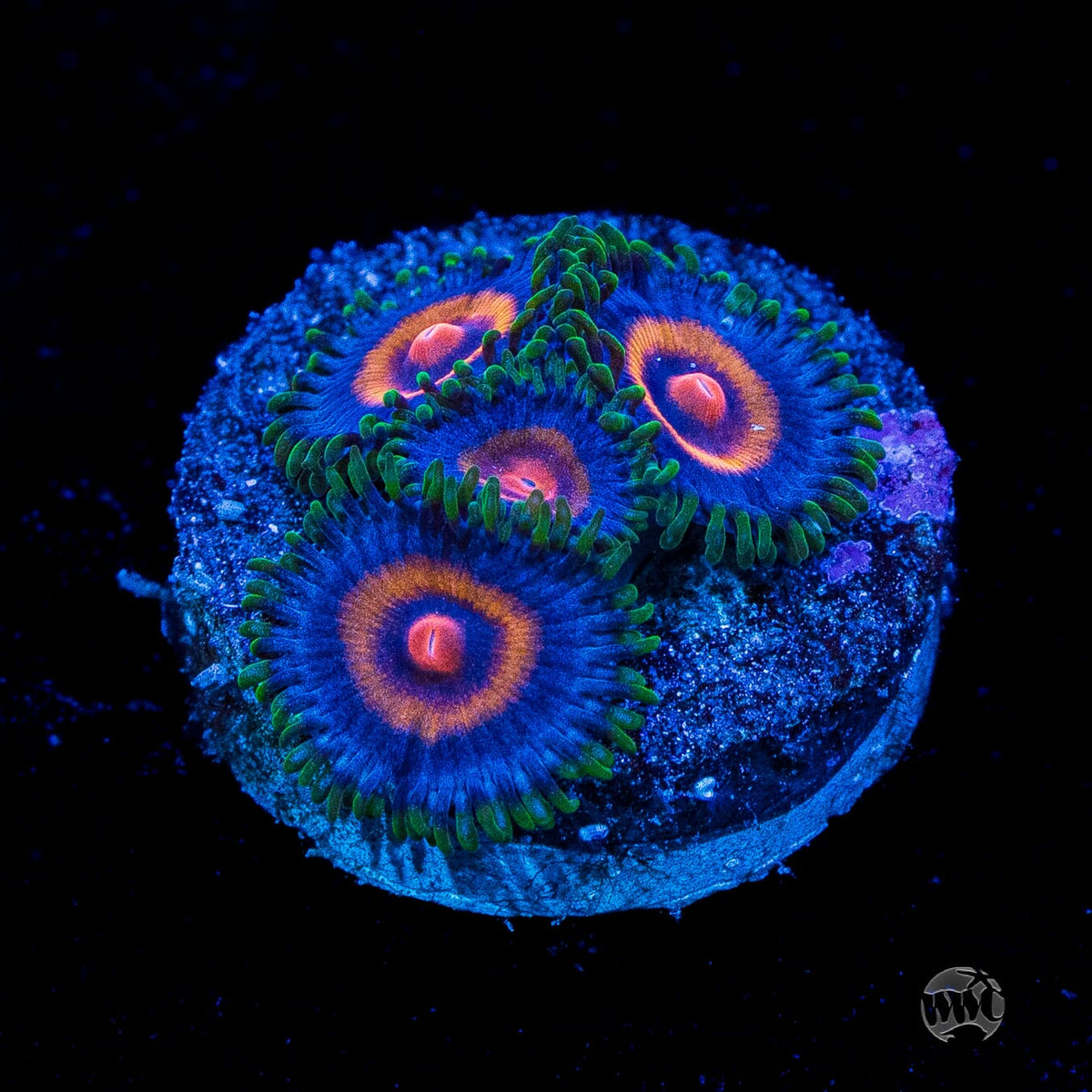 Supergirls Zoanthids