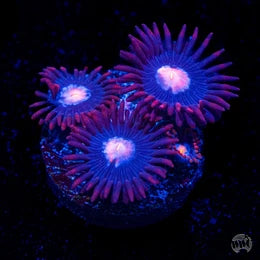 WWC Blue Steel Zoanthids