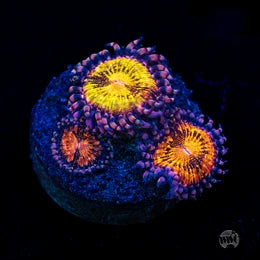 WWC Pandoras Zoanthids