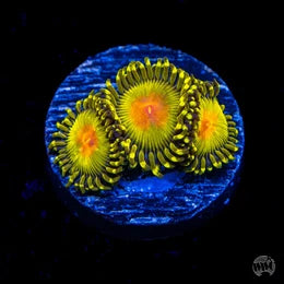 WWC Golden Gods Zoanthids
