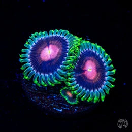WWC Lucky Kentucky Zoanthids