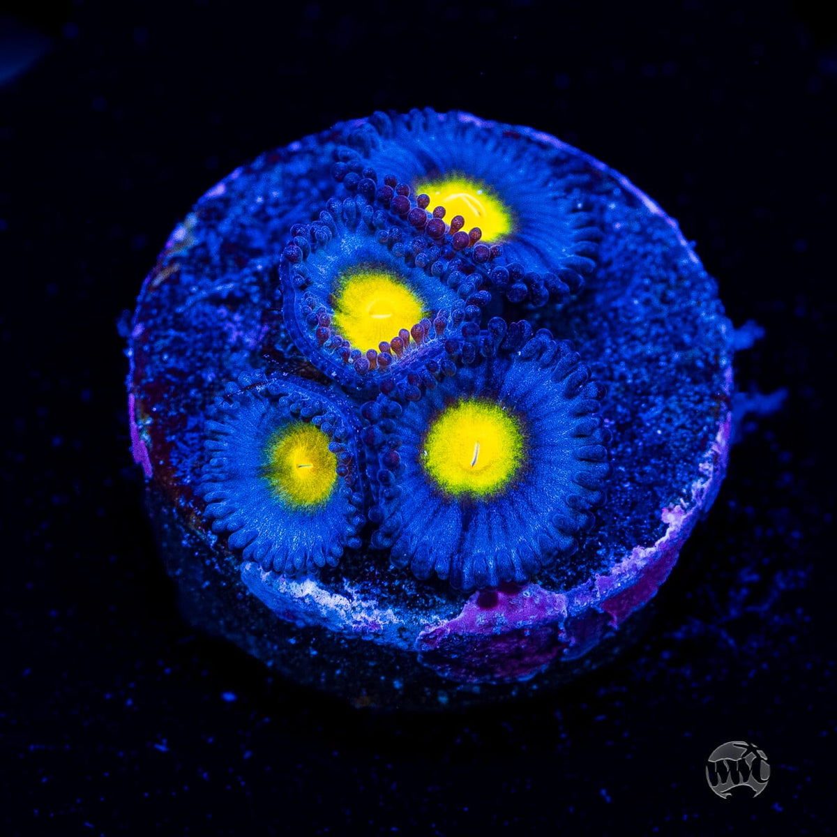 WWC AOI Zoanthids
