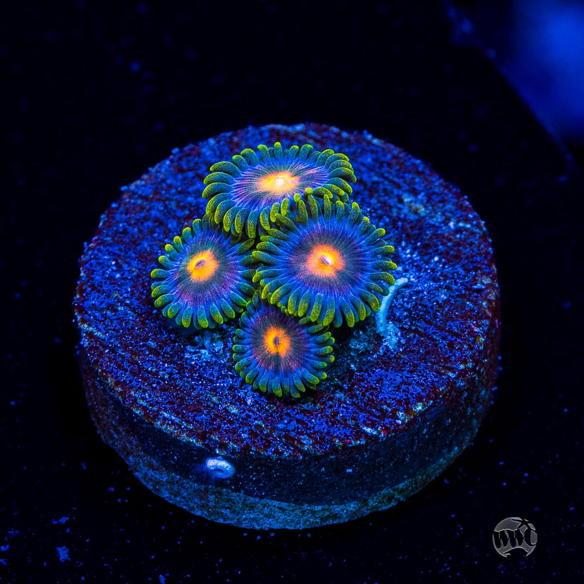 WWC Crown Royal Zoanthids