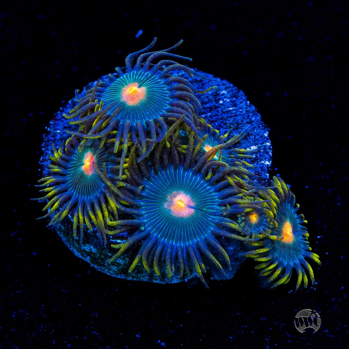 WWC Hairy Gorilla Nipple Zoanthids