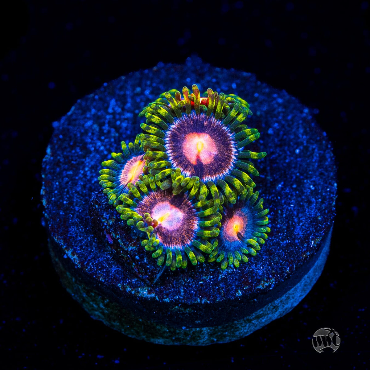 WWC Sweet Tooth Zoanthids