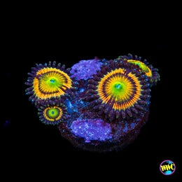 Citrus Cooler Zoanthids