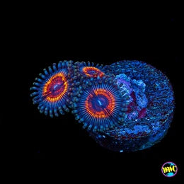 Armor of God Zoanthids