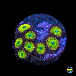 WWC Saltwater Taffee Zoanthids