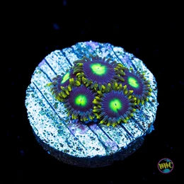 WWC Blueberry Fields Zoanthids