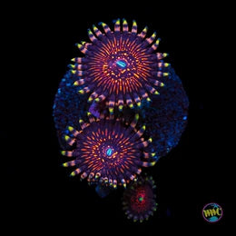 Nightcrawler Zoanthids
