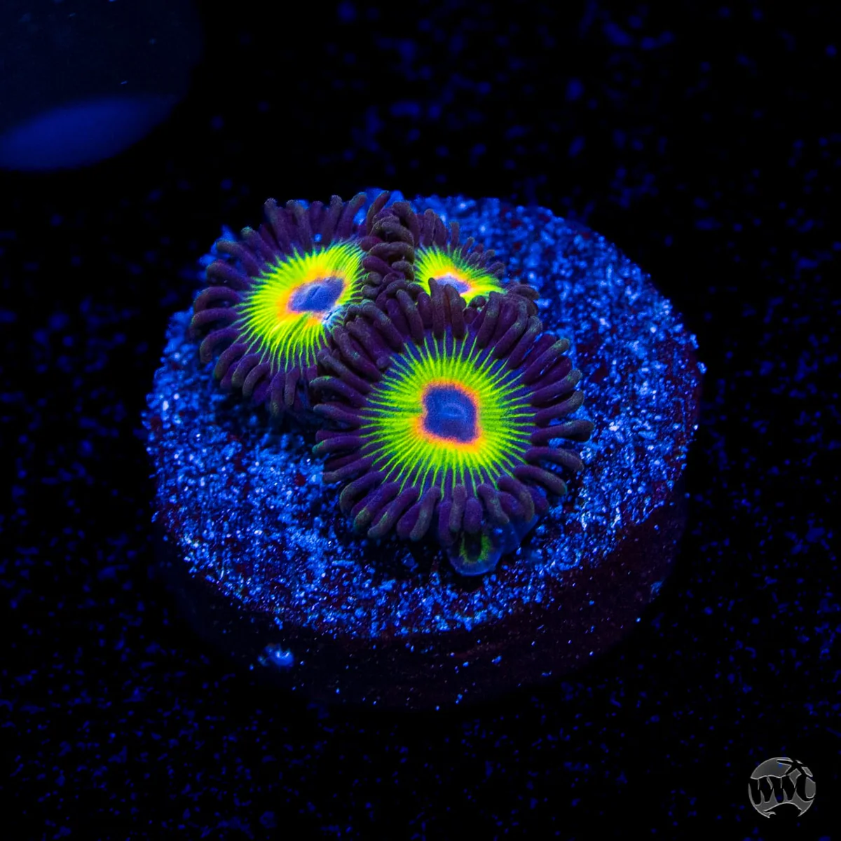 Zoanthid - WWC Bob Marley