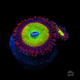Candy Apple Red Zoanthids
