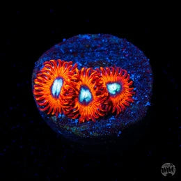 Charmanderz Zoanthids