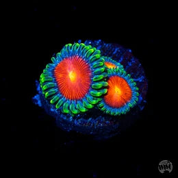 WWC Elemental Fury Zoanthids