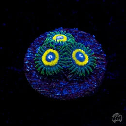 WWC Yellow Submarine Zoanthids
