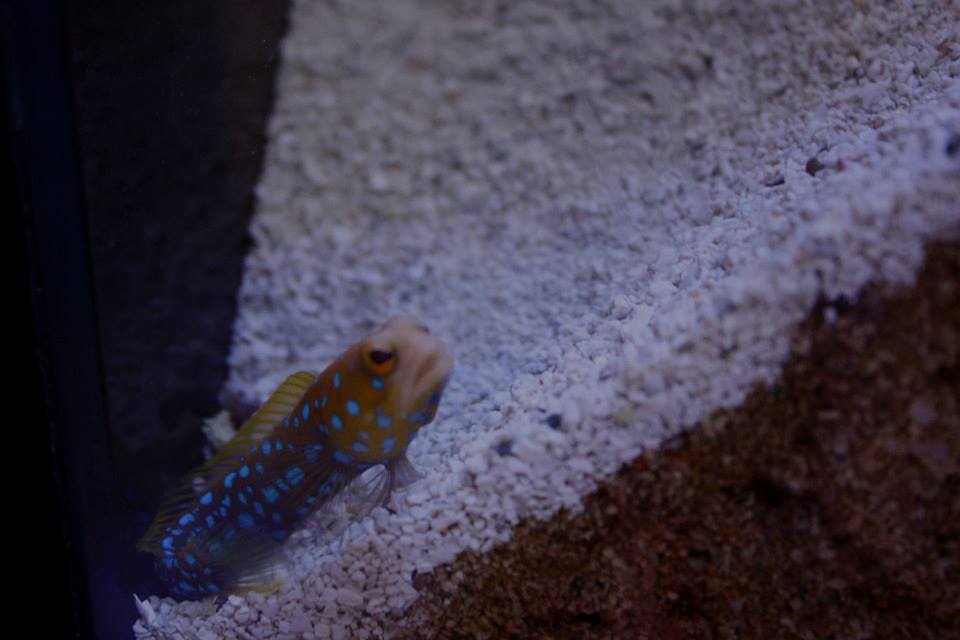 Bluespot Jawfish