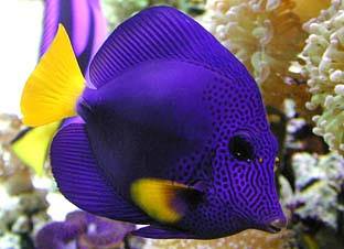 FB Purple Tang