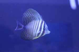 Sailfin Tang