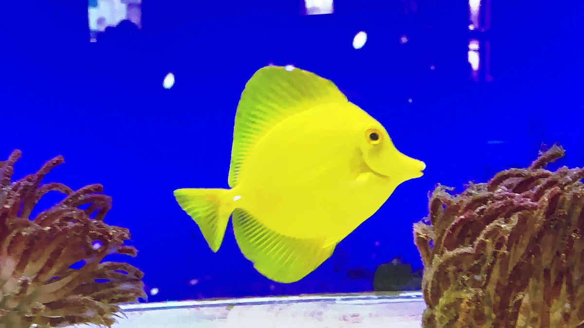 Yellow Tang