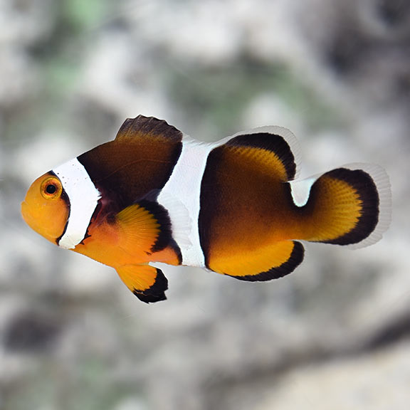 Black Photon Clownfish